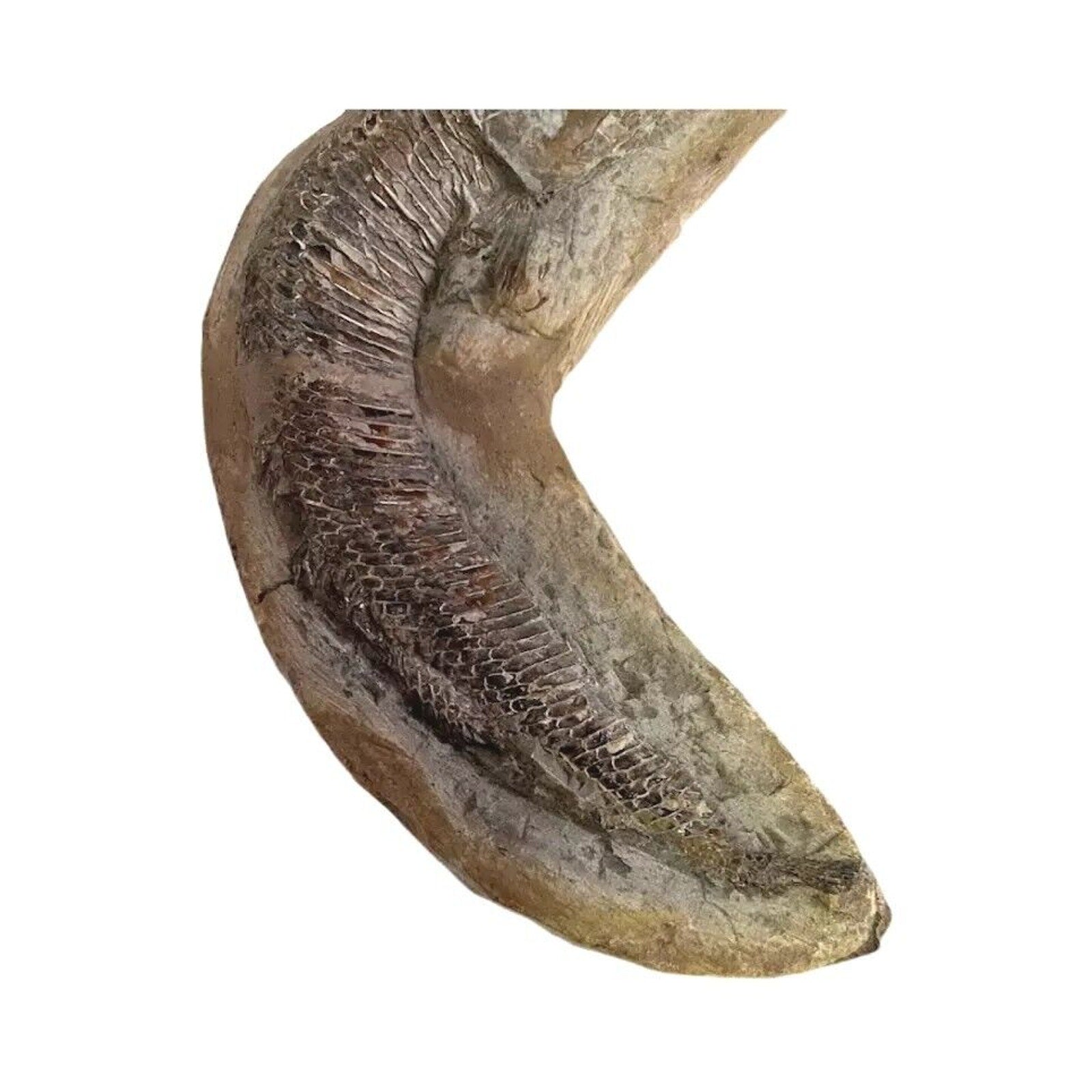 Ancient Fish Ocean Reptile Fossil Preserved In a Stone Very RareAaaQs