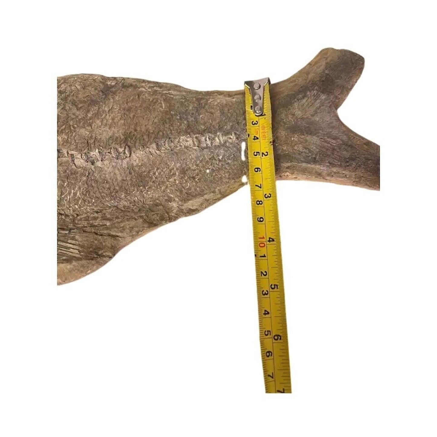 Ancient Fish Ocean Reptile Fossil Preserved In a Stone Very Rare