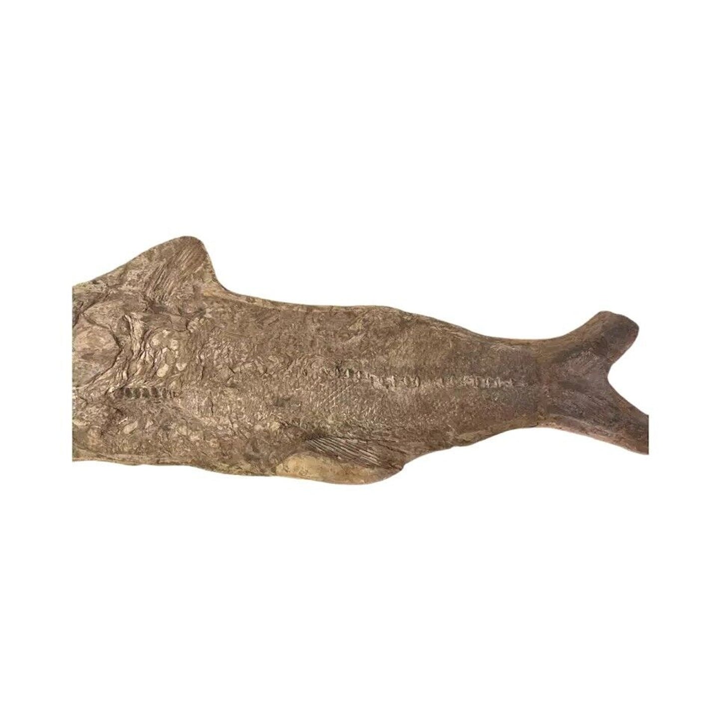 Ancient Fish Ocean Reptile Fossil Preserved In a Stone Very Rare