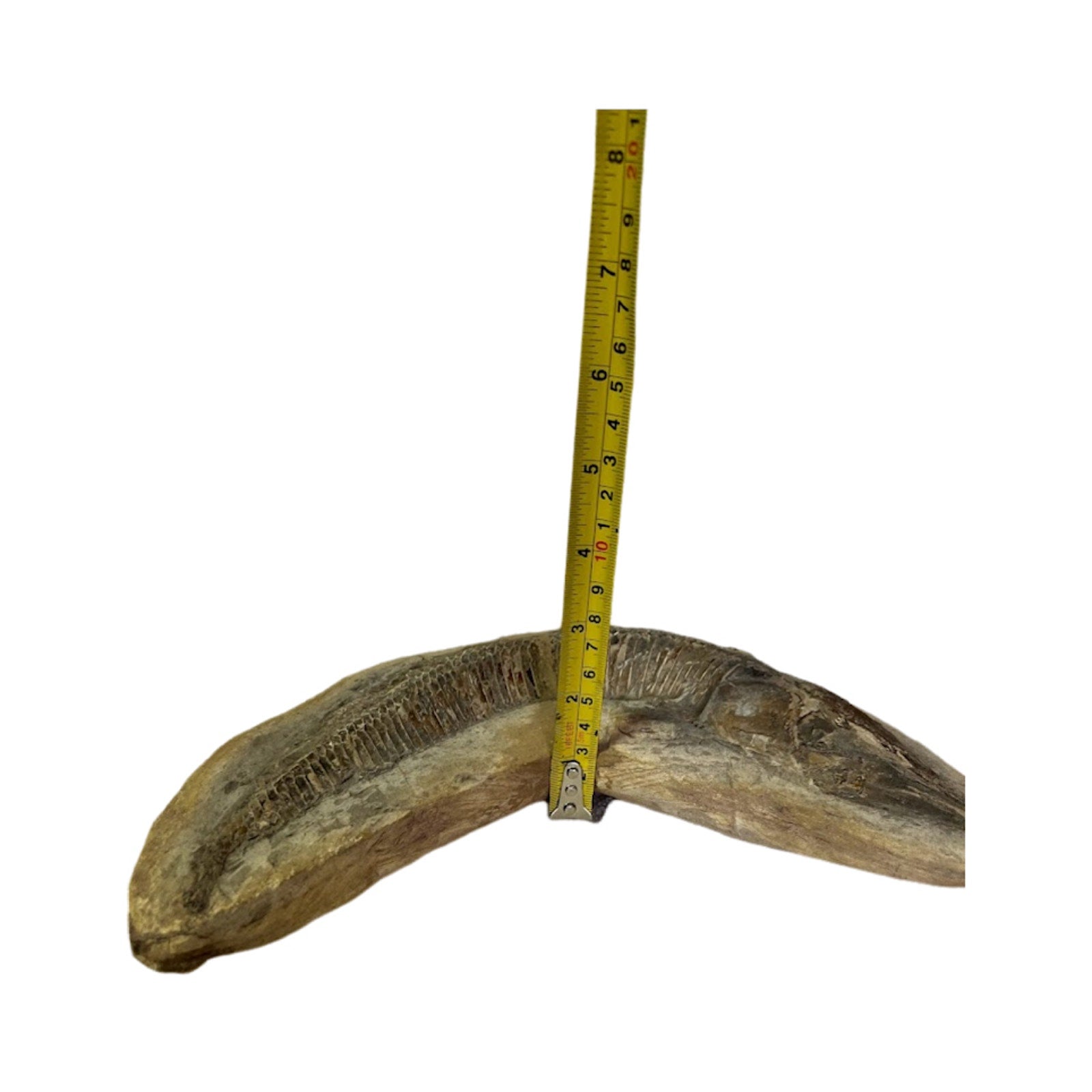 Ancient Fish Ocean Reptile Fossil Preserved In a Stone Very RareAaaQs