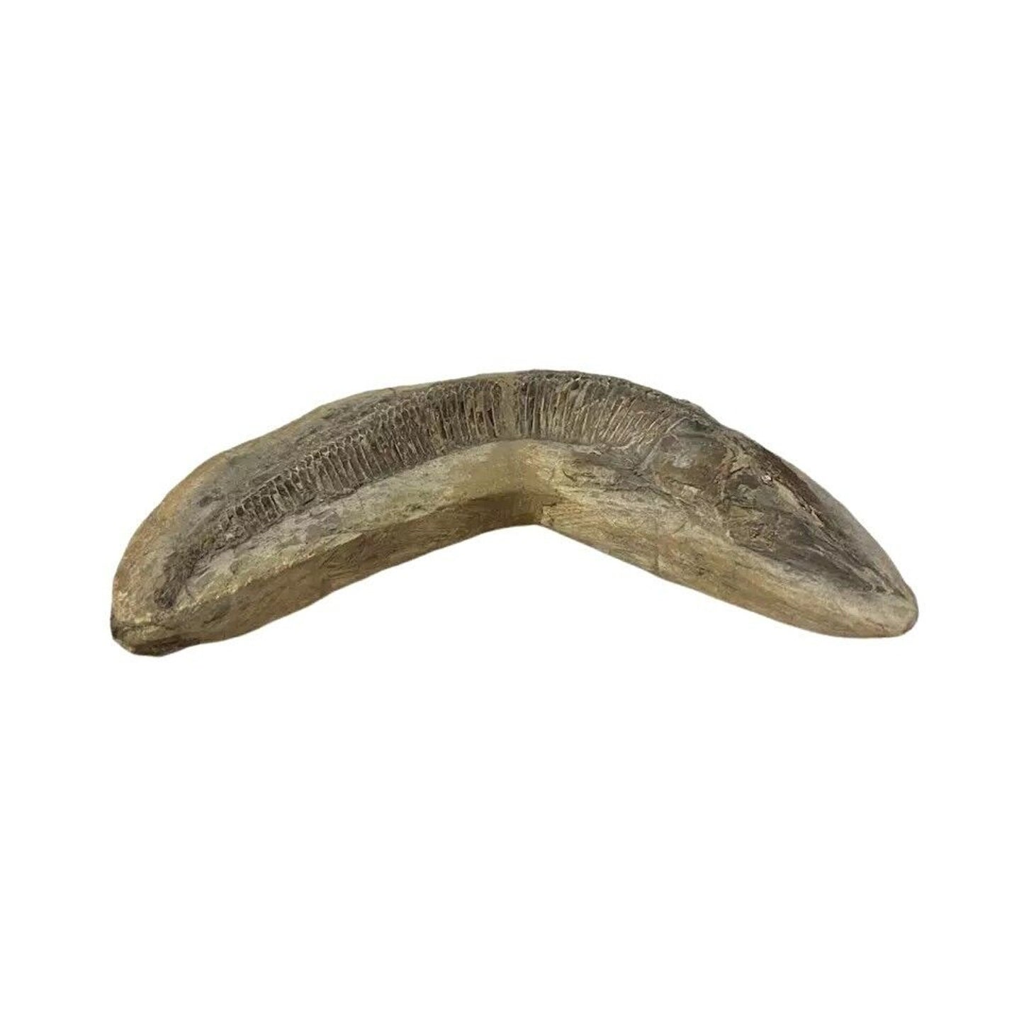 Ancient Fish Ocean Reptile Fossil Preserved In a Stone Very RareAaaQs
