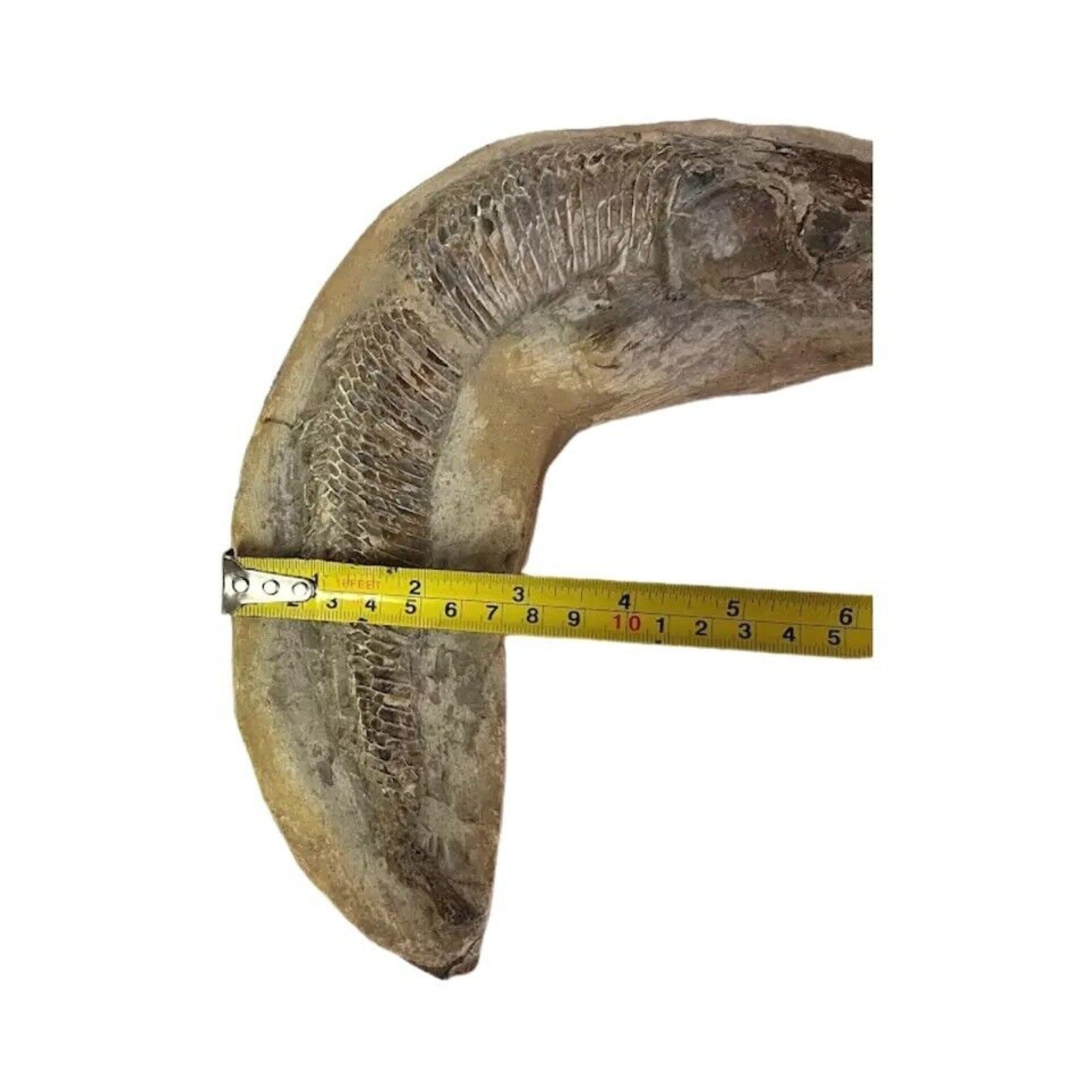 Ancient Fish Ocean Reptile Fossil Preserved In a Stone Very RareAaaQs