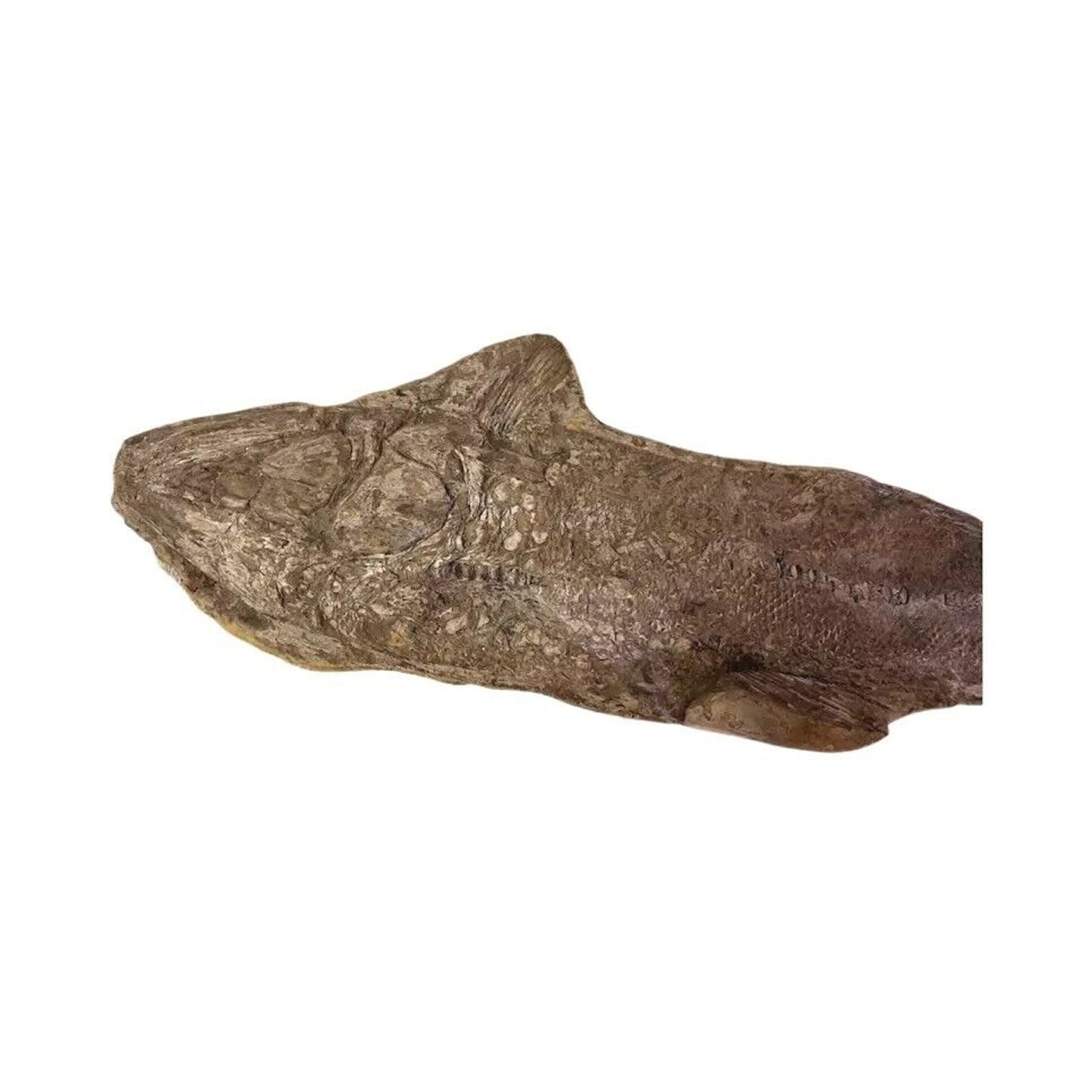 Ancient Fish Ocean Reptile Fossil Preserved In a Stone Very Rare