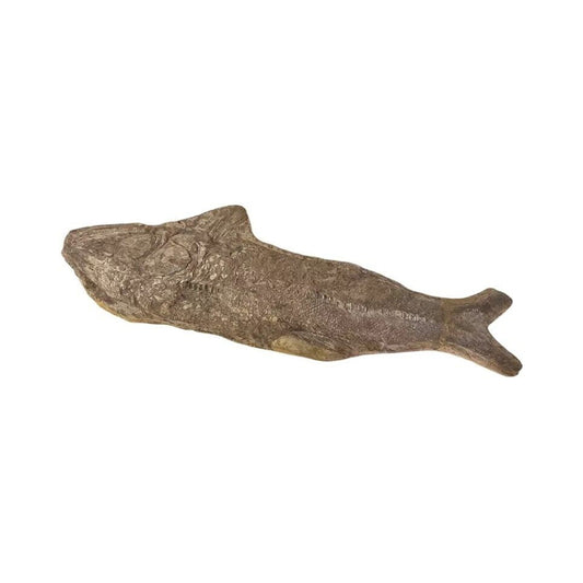 Ancient Fish Ocean Reptile Fossil Preserved In a Stone Very Rare