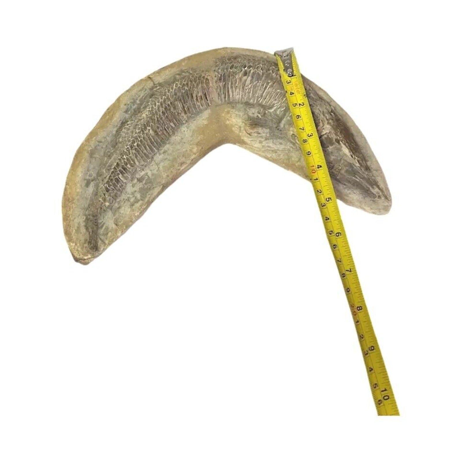 Ancient Fish Ocean Reptile Fossil Preserved In a Stone Very RareAaaQs