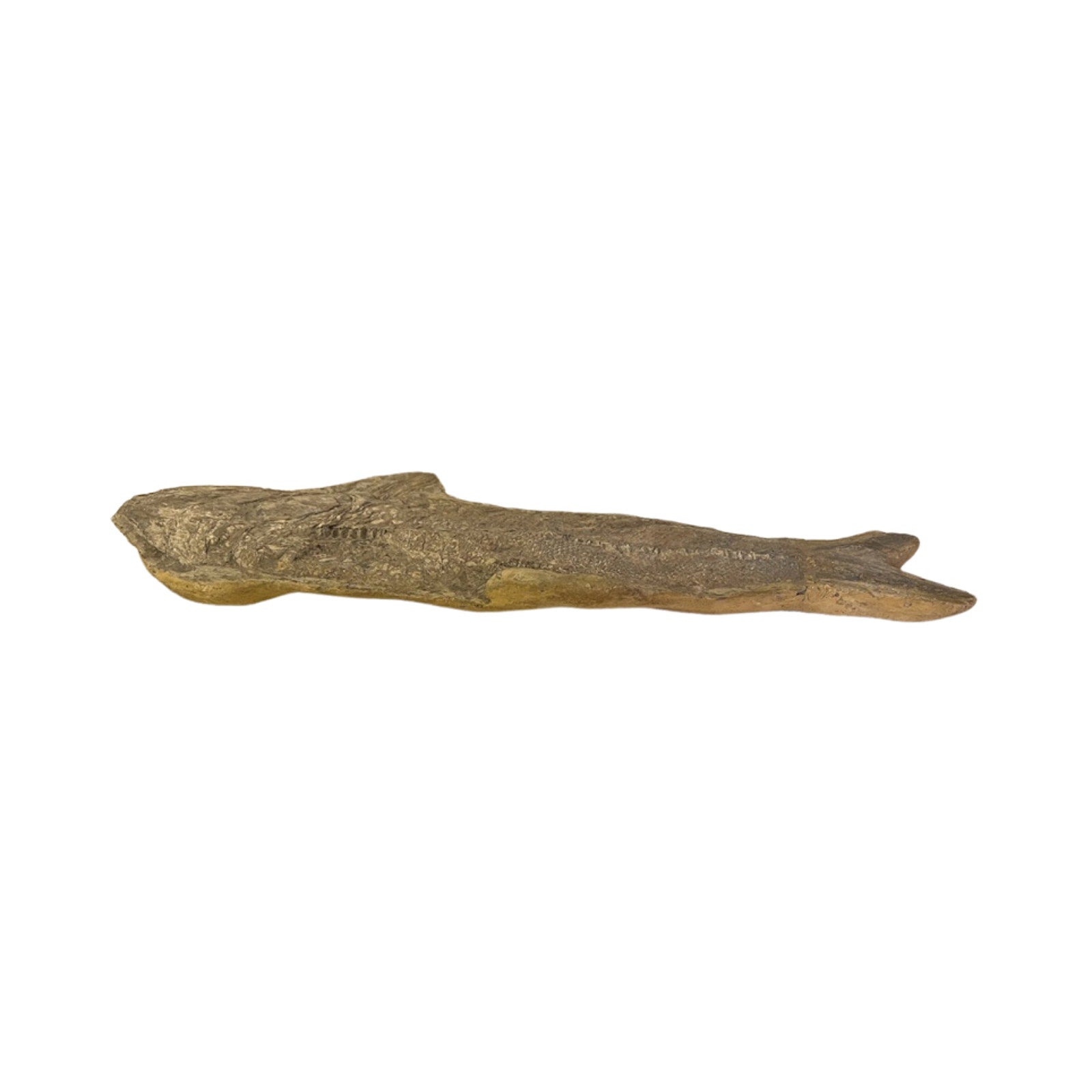 Ancient Fish Ocean Reptile Fossil Preserved In a Stone Very Rare