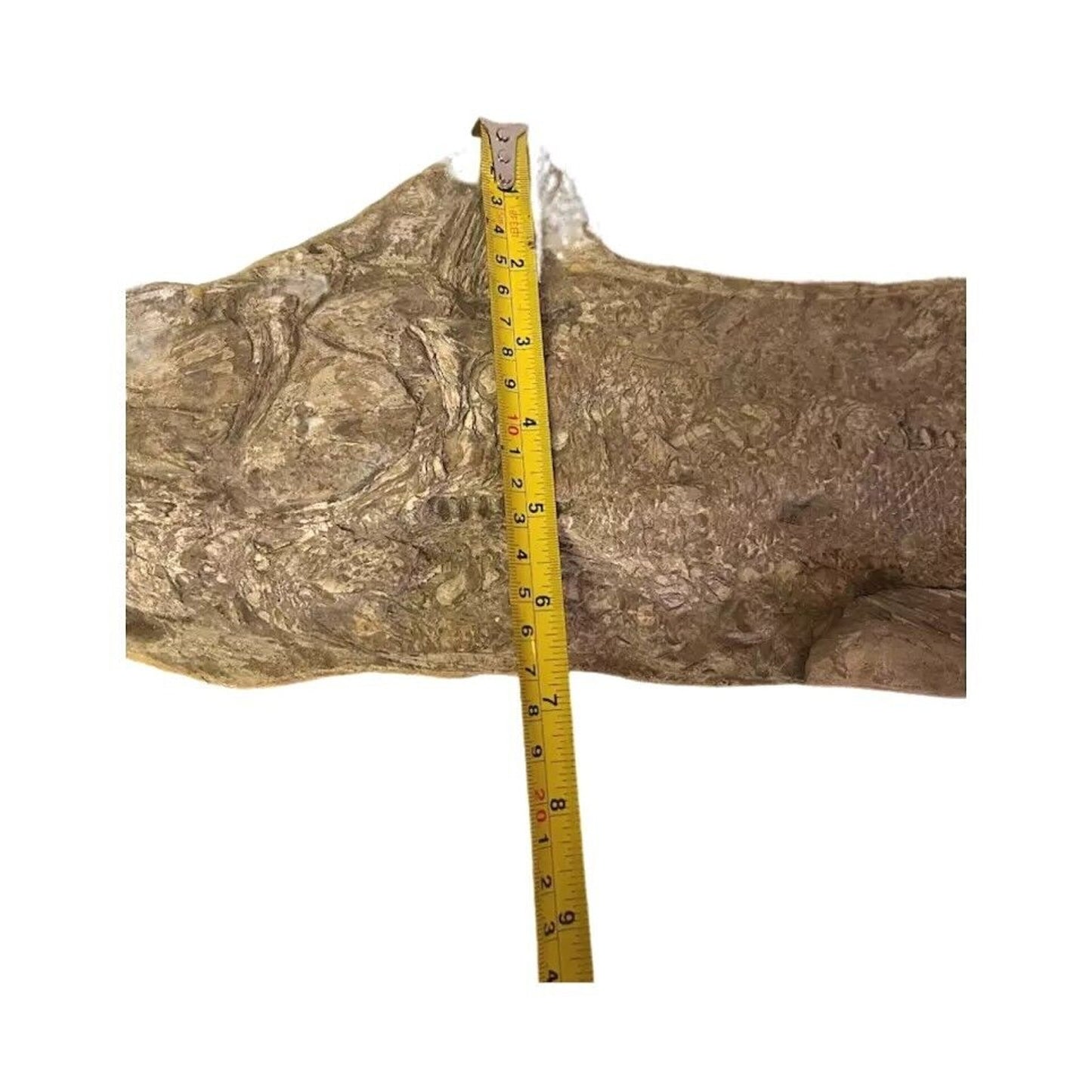 Ancient Fish Ocean Reptile Fossil Preserved In a Stone Very Rare