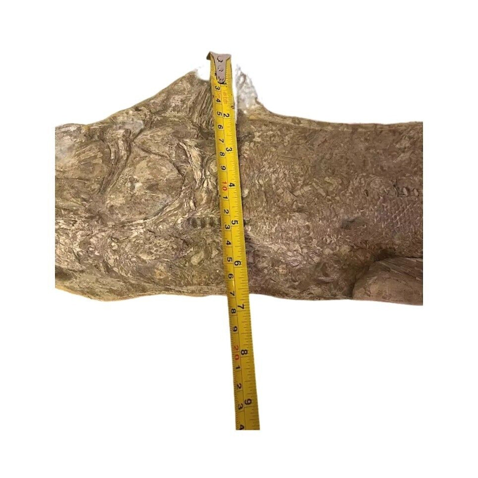 Ancient Fish Ocean Reptile Fossil Preserved In a Stone Very Rare