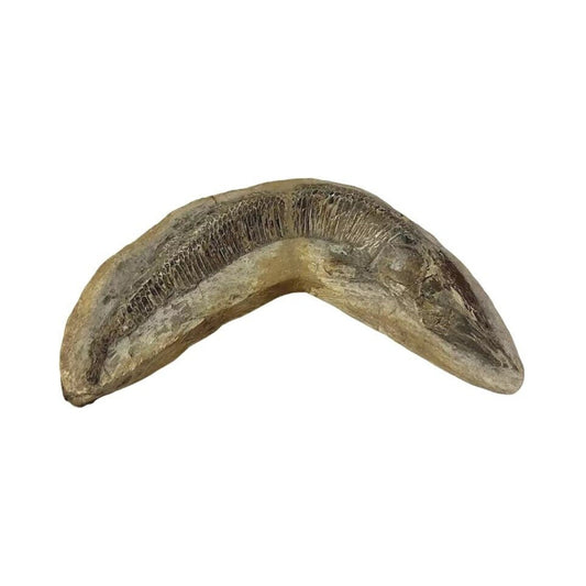 Ancient Fish Ocean Reptile Fossil Preserved In a Stone Very RareAaaQs