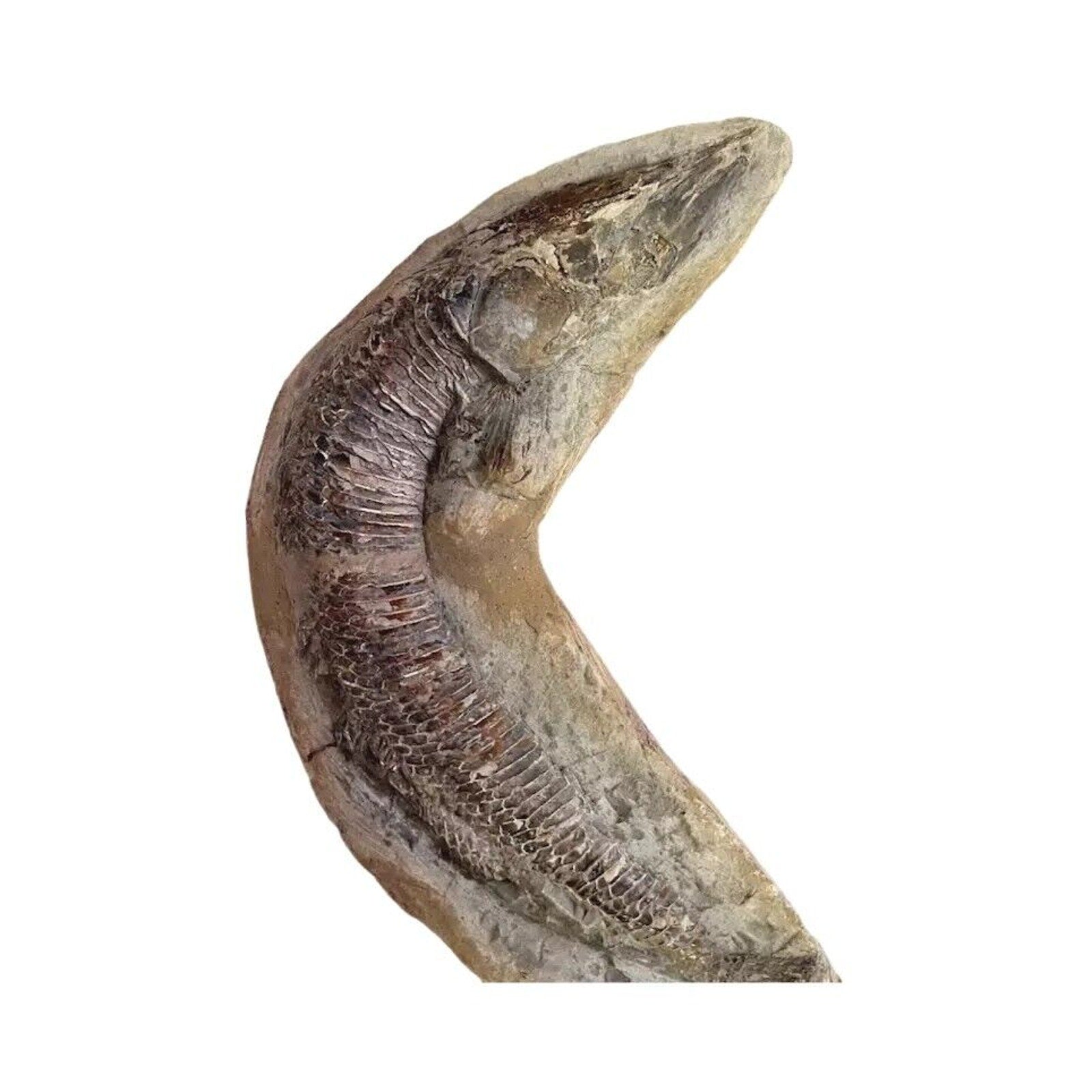 Ancient Fish Ocean Reptile Fossil Preserved In a Stone Very RareAaaQs