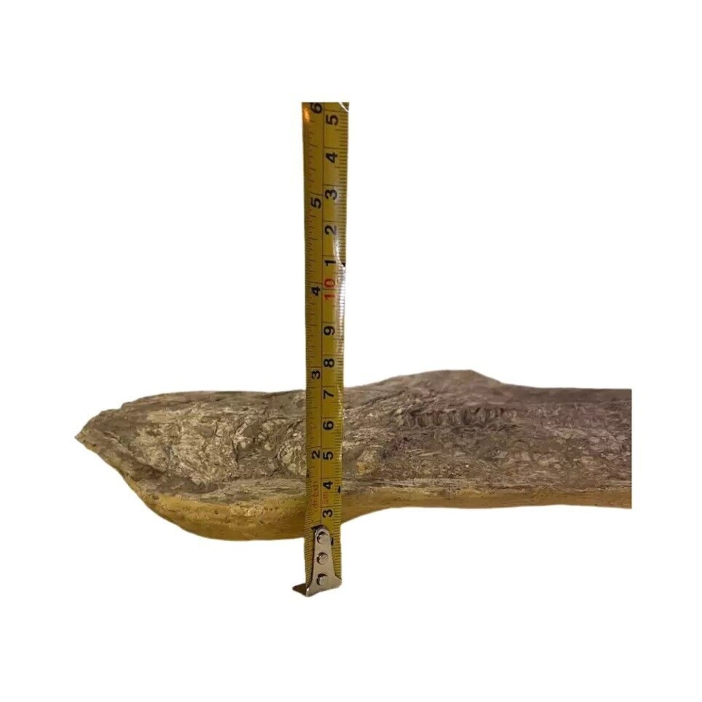 Ancient Fish Ocean Reptile Fossil Preserved In a Stone Very Rare
