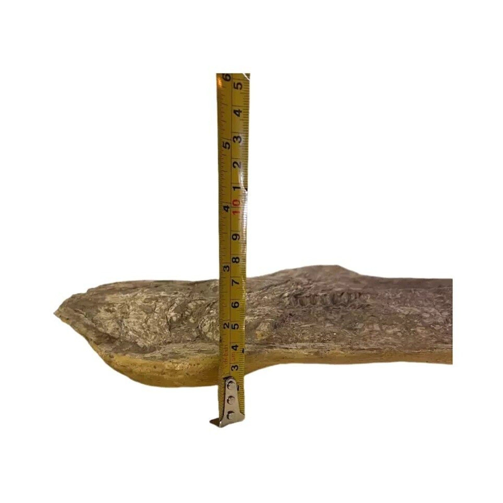 Ancient Fish Ocean Reptile Fossil Preserved In a Stone Very Rare