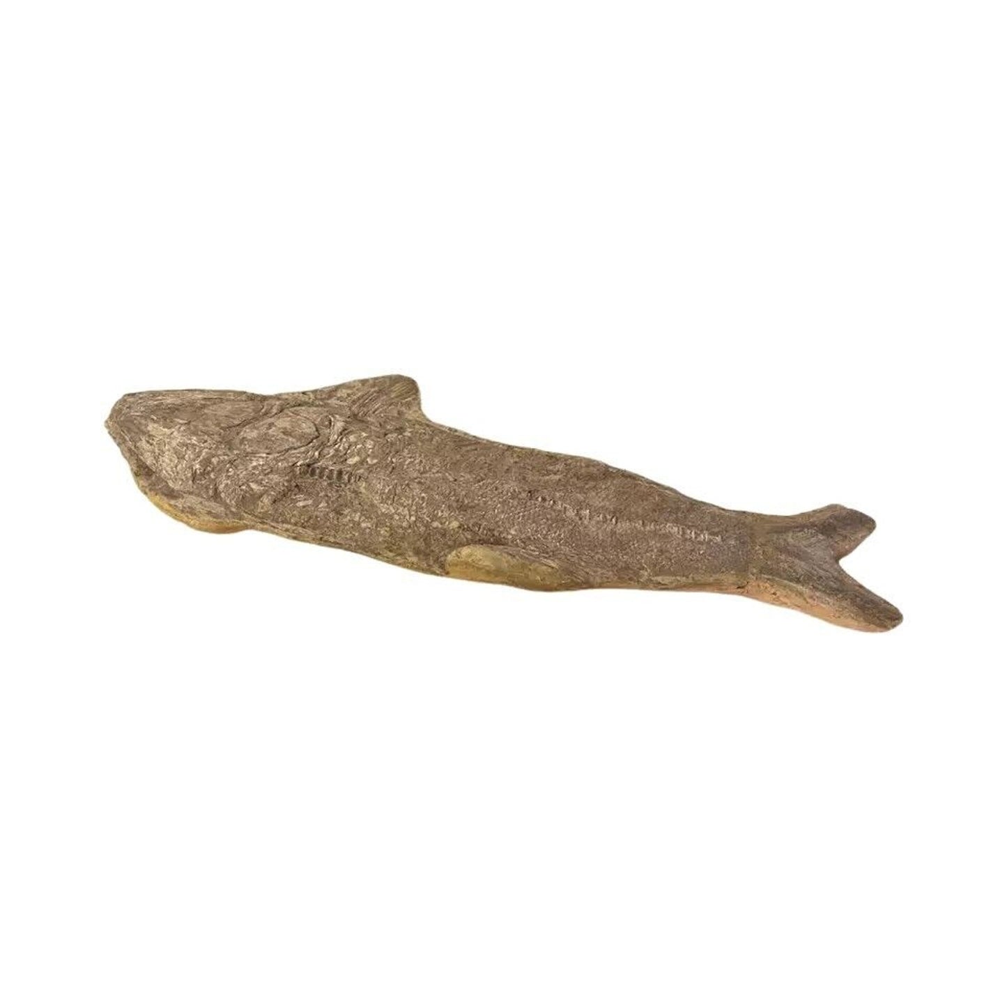 Ancient Fish Ocean Reptile Fossil Preserved In a Stone Very Rare