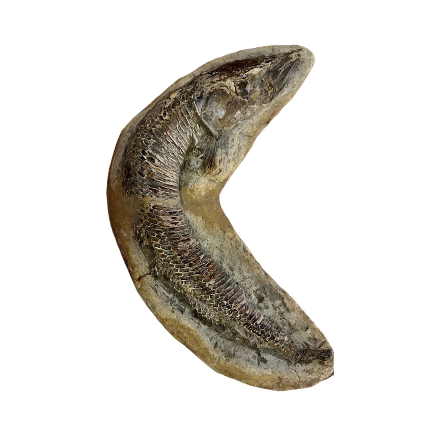 Ancient Fish Ocean Reptile Fossil Preserved In a Stone Very RareAaaQs