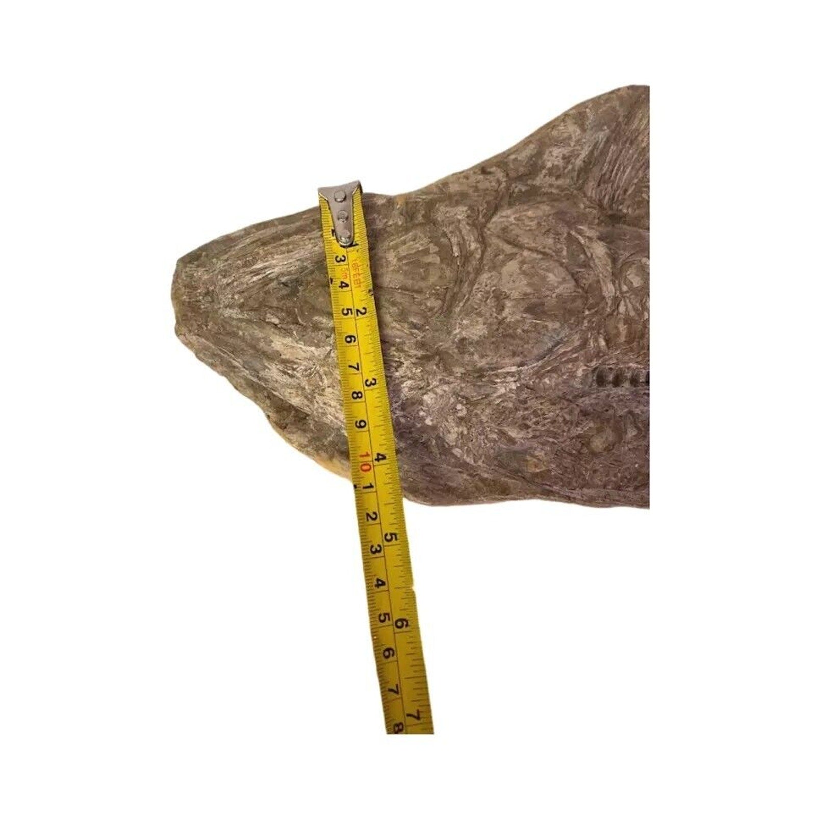Ancient Fish Ocean Reptile Fossil Preserved In a Stone Very Rare