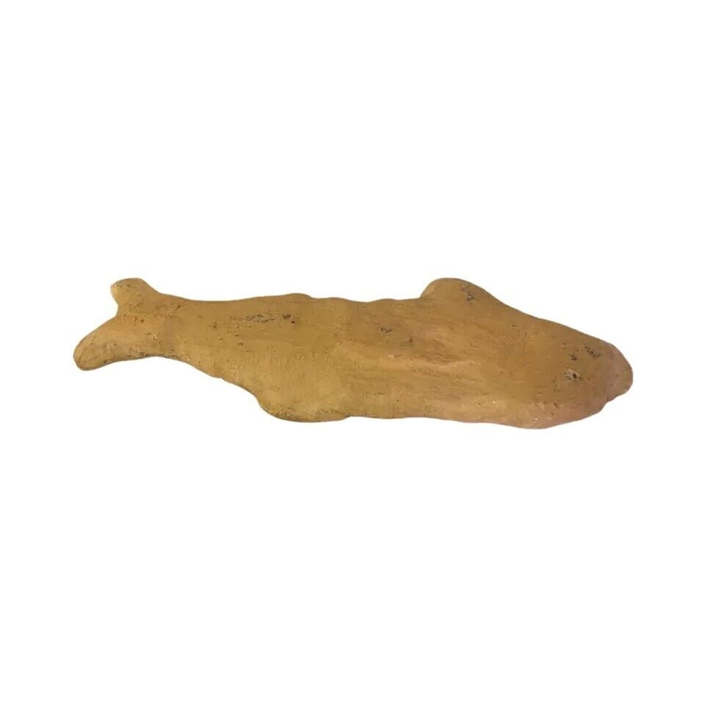 Ancient Fish Ocean Reptile Fossil Preserved In a Stone Very Rare