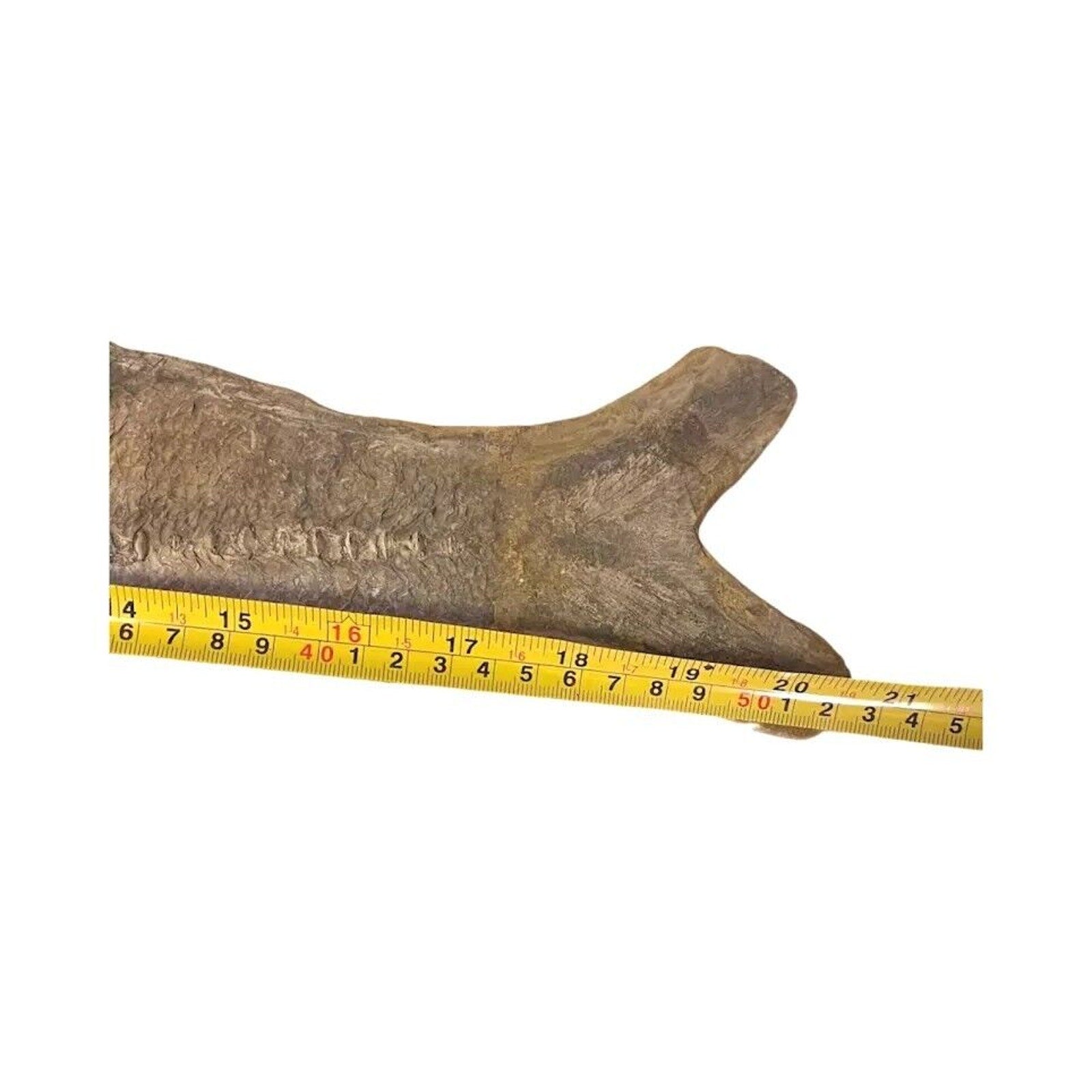 Ancient Fish Ocean Reptile Fossil Preserved In a Stone Very Rare