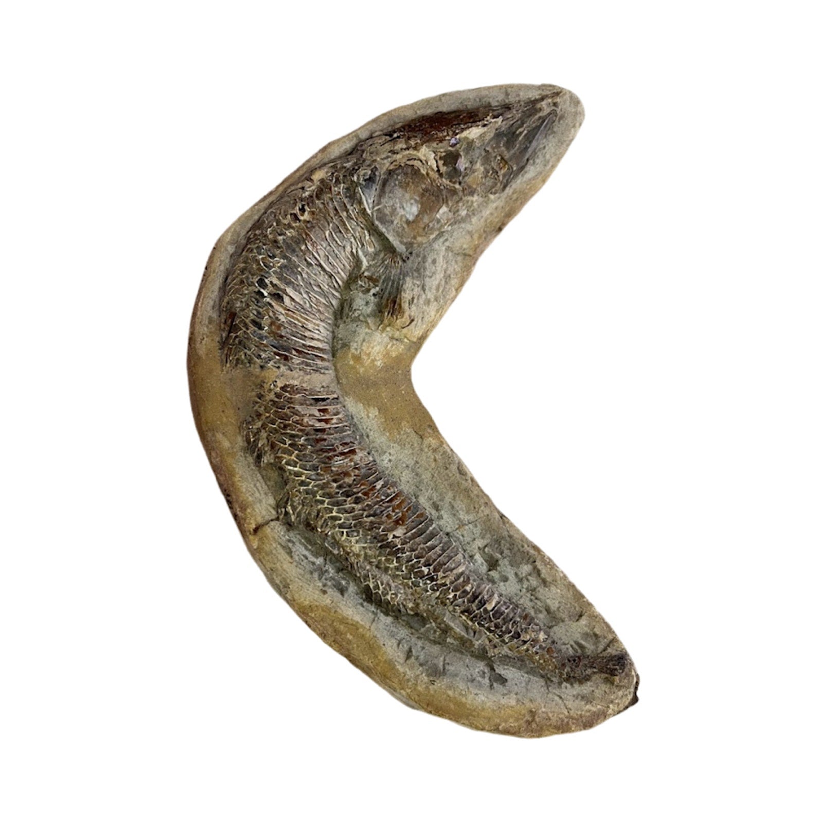 Ancient Fish Ocean Reptile Fossil Preserved In a Stone Very RareAaaQs