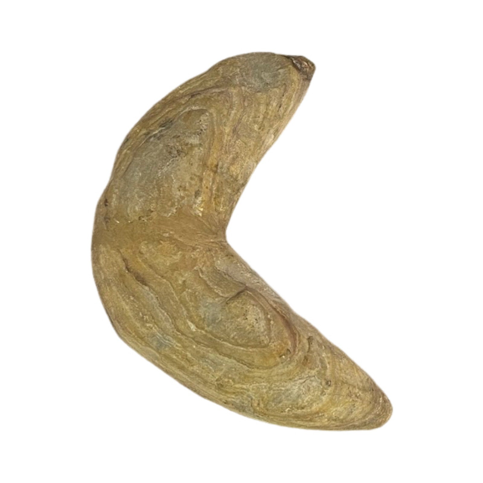 Ancient Fish Ocean Reptile Fossil Preserved In a Stone Very RareAaaQs