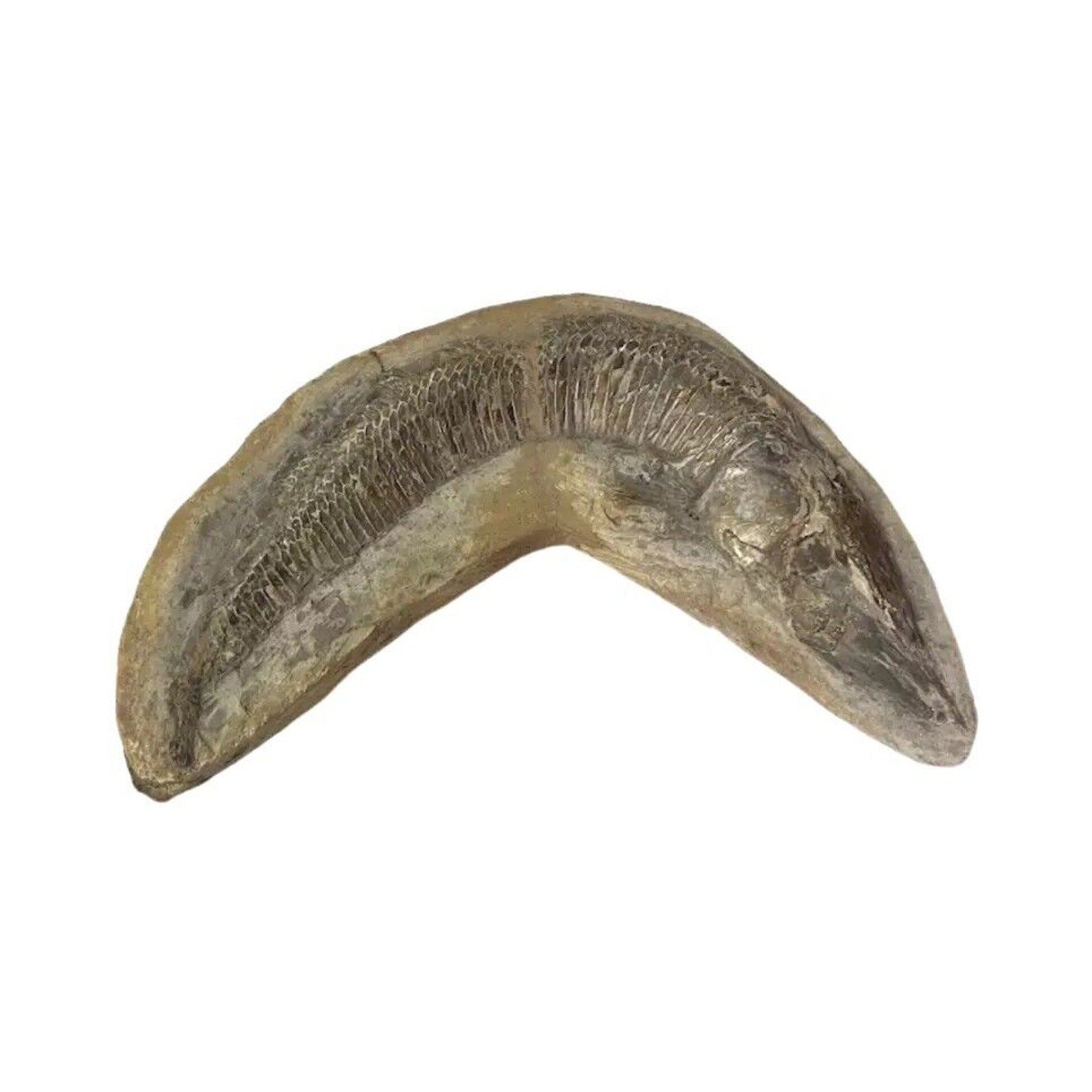 Ancient Fish Ocean Reptile Fossil Preserved In a Stone Very RareAaaQs