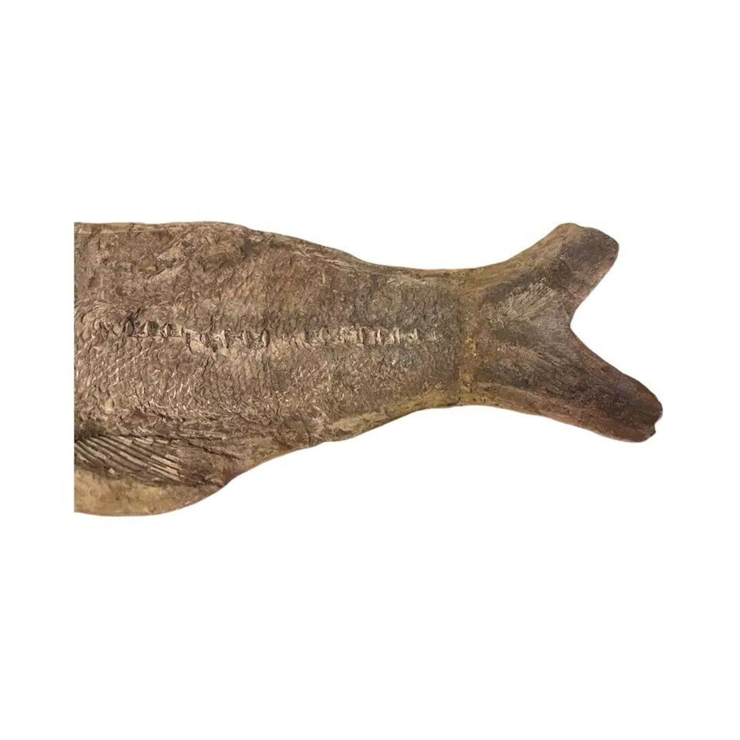 Ancient Fish Ocean Reptile Fossil Preserved In a Stone Very Rare